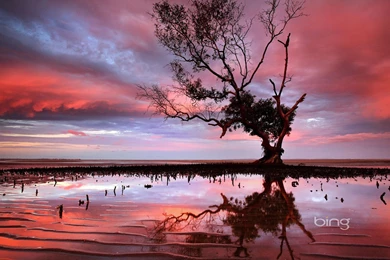 Bing Theme Of Photography: Red Sunset Waterside Dead Trees ...