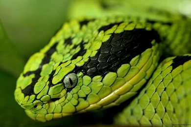 Snake High Definition Wallpapers015, Animals