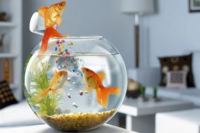 Funny High Hd Desktop Wallpapers Photos