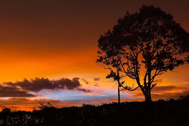 Sunset Orange Blue Tree Devinart HD Wallpapers Wallpapers   (