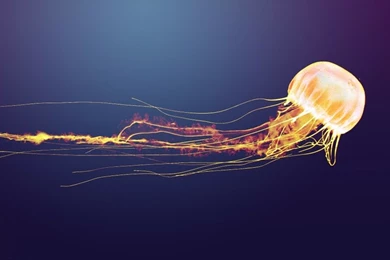 Blue,orange Blue Orange Jellyfish Alien Life Forms 1920x1200 ...