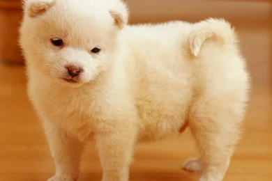 Cute Puppy HD Desktop Wallpapers : High Definition : Fullscreen ...