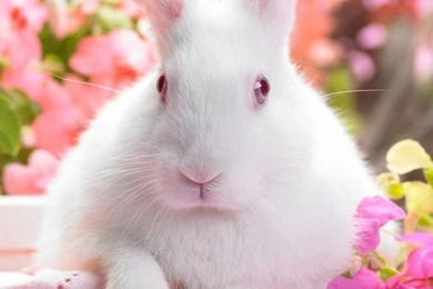 Cute Easter Bunny HD Desktop Wallpapers : High Definition ...