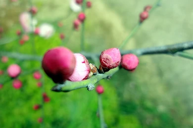 Plum Wallpapers 30952   Flower Wallpapers   Flowers