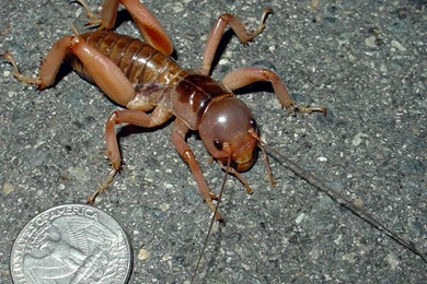 Free Jerusalem Cricket Wallpapers   Animals Town