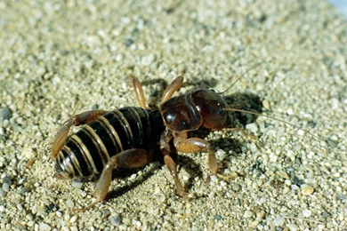 Jerusalem Cricket Desktop And Mobile Wallpapers   Animals Town