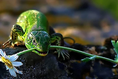 Lizard Wallpapers Free Download Id: 10715f   Pacify Mind