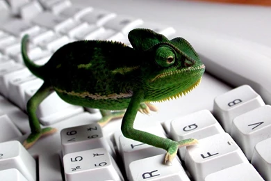 Lizard Wallpapers   Wallpapers Cave