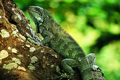 Lizard Wallpapers 1440x900 Wallpapers,Lizard 1440x900 Wallpapers ...