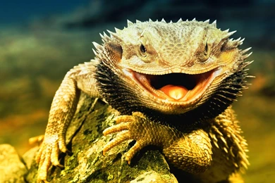 Best Animals Wallpaper: Lizard 844377 Animals