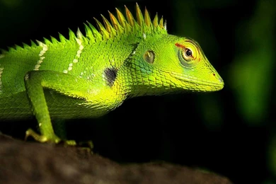 Lizard Computer Wallpapers, Desktop Backgrounds