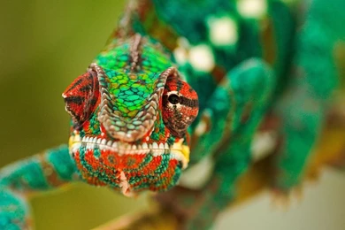 Green Lizard Wallpapers