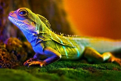 Macro Photography Lizard Wallpapers : Wallpapers13.com