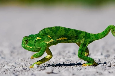 Green Lizard Wallpapers