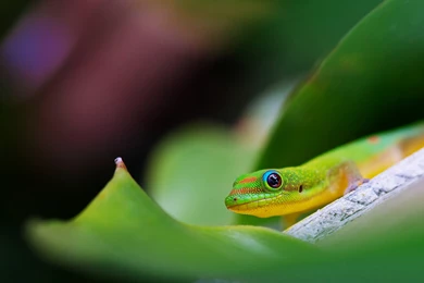 Cute Lizard Wallpapers
