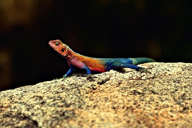 Lizard Wallpapers (15729) Wallpaperesque