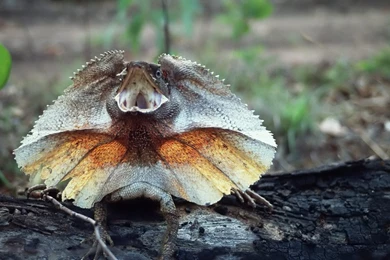 Desktop Wallpapers · Gallery · Animals · Lizard