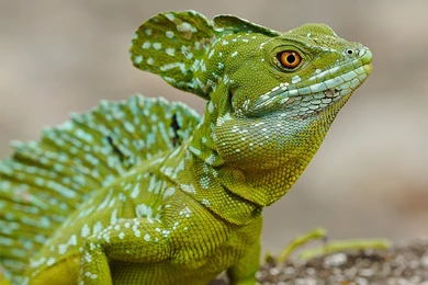 Lizard Images