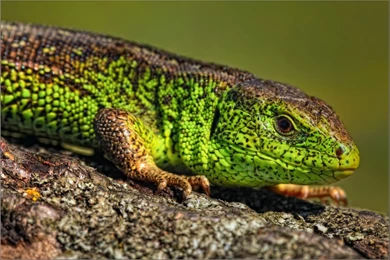269 Lizard HD Wallpapers