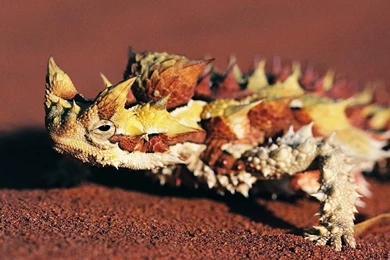 Lizard Wallpapers Wallpapers,Lizard Wallpapers & Pictures Free Download