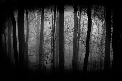 Dark Forest Computer Wallpapers, Desktop Backgrounds