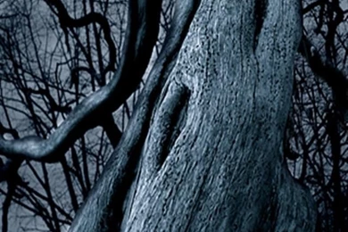 Dark Tree iPhone Wallpapers, iPhone 5(s)/4(s)/3G Wallpapers