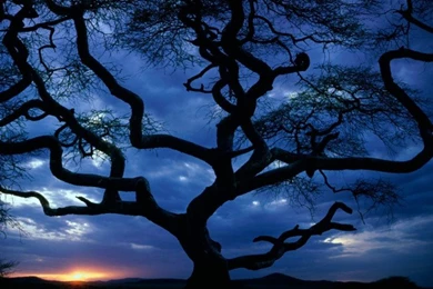 Dark Trees Wallpapers 2   MyConfinedSpace