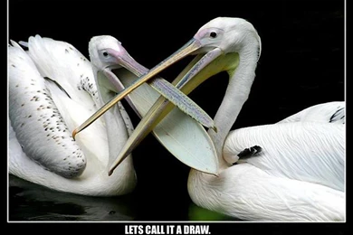Birds: PELICANS Daring Playful Beaky Cute LRG Phone Wallpapers For ...