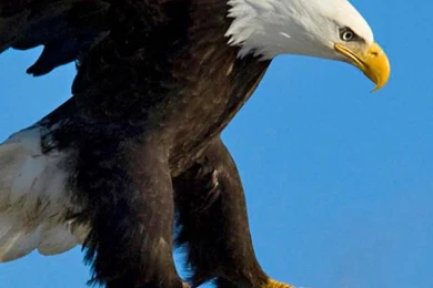 Eagle iPhone 6 Wallpapers