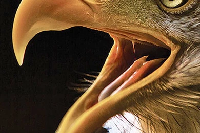 American Eagle iPhone 5 Wallpapers / IPod Wallpapers HD   Free Download