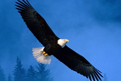 Freedom Eagle Wallpapers