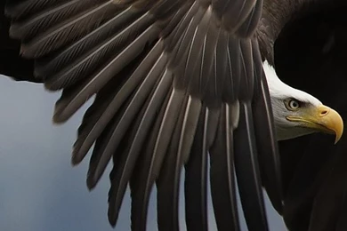 Eagle Wallpapers For iPhone   Wallpapers Zone