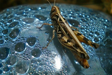 Desktop Wallpapers · Gallery · Animals · Grasshopper High Quality ...