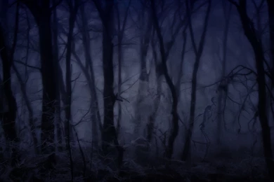 Creepy Forest Wallpapers F4T6W   HD Wallpapers Desktop Backgrounds