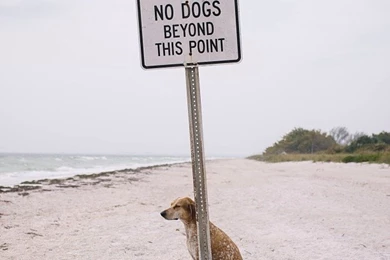 Maddie Is A First world Anarchist Wallpapers   CuteImages.net