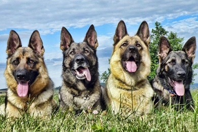 German Shepherd Wallpapers   Android Apps On Google Play