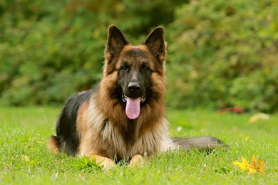 German Shepherd Wallpapers   Android Apps On Google Play