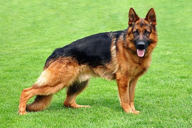 German Shepherd Live Wallpapers   Android Apps On Google Play