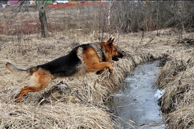 German Shepherd Wallpapers And Screensavers 3 Free Hd Wallpapers ...