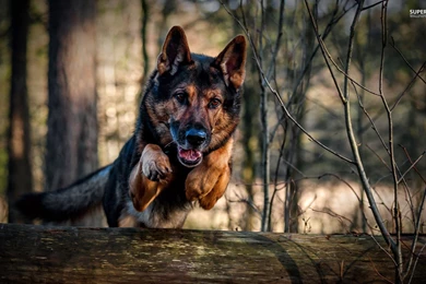 German Shepherd   Wallpaper.