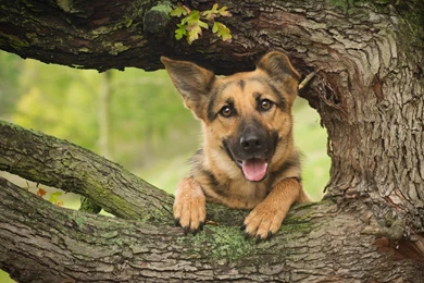 German Shepherd Dog Wallpapers HD Download For Desktop