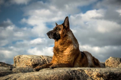 Dogs German Shepherd Dogs Animals Dog Nemeckaya Ovcharka Sobaka ...