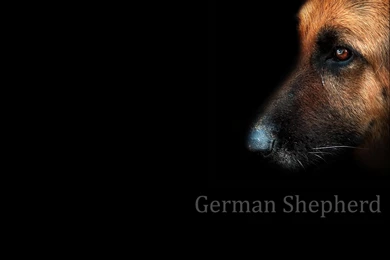 German Shepherd Wallpapers 31 Free Hd Wallpapers ...