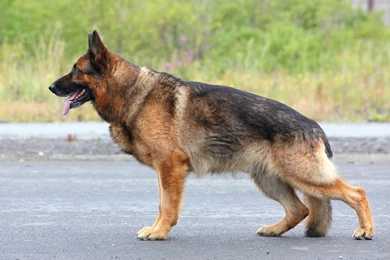 German Shepherd Wallpapers 10439 1680x1050   UMad.com