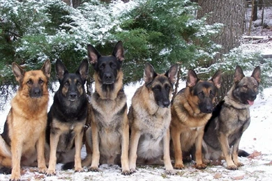 Desktop Long Haired German Shepherd Wallpapers 3d Hd Pictures.