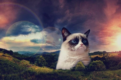 Grumpy Cat Christmas Hat   Wallpaper.