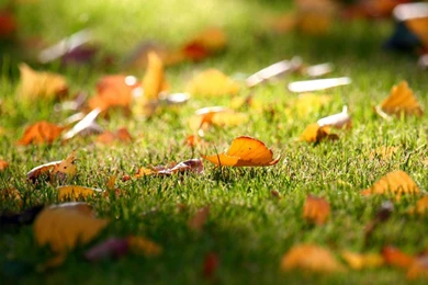 Hd Nature Wallpapers For Smartphones