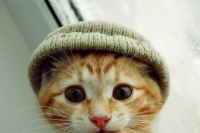 Black And White Cat In The Hat Quotes. QuotesGram