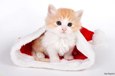 Cute Cat With Santa Hat Wallpapers Widescreen