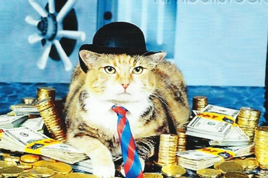 A CALICO CAT IN A HAT WALLPAPER   (